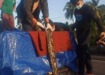 Jalan Panjang Daging Satwa Liar Penuhi Kebutuhan di Sulut