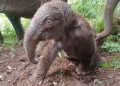 TNTN Menyambut Anak Baru Gajah Sumatera yang Terancam Punah