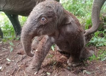 TNTN Menyambut Anak Baru Gajah Sumatera yang Terancam Punah
