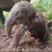 TNTN Menyambut Anak Baru Gajah Sumatera yang Terancam Punah