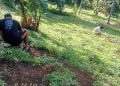 Selain Pemanfaatan Pekarangan dan Lahan Tidur, Ini Terobosan Pemdes Darunu Tunjang Program Bupati JG, Hasilnya Sudah Terlihat