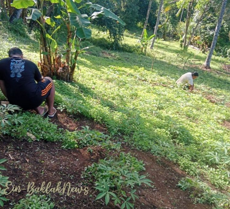 Selain Pemanfaatan Pekarangan dan Lahan Tidur, Ini Terobosan Pemdes Darunu Tunjang Program Bupati JG, Hasilnya Sudah Terlihat
