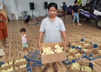 Kapitalau Botto Rolly Madiro Salurkan Bantuan 3.000-an Ayam Pedaging Kepada Warganya