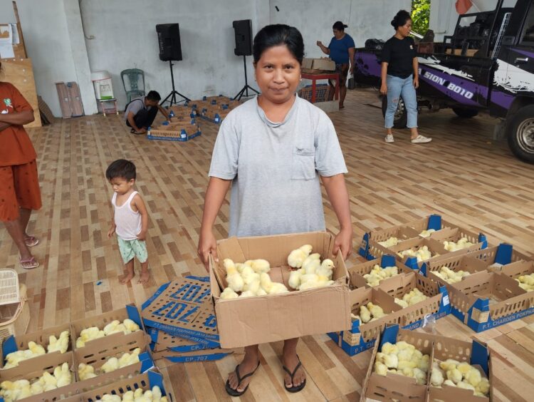 Kapitalau Botto Rolly Madiro Salurkan Bantuan 3.000-an Ayam Pedaging Kepada Warganya