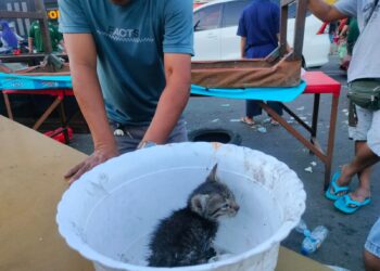 Temon, Kucing yang Selamat dari Kebakaran di Dekat Masjid Agung Baitul Makmur Kotamobagu