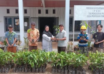 Petani Pontodon Timur Terima Bantuan Bibit Kakao