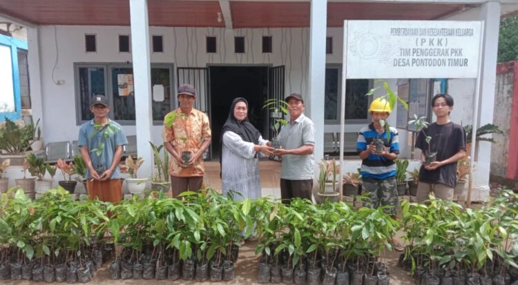 Petani Pontodon Timur Terima Bantuan Bibit Kakao