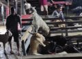 Salurkan Bantuan 18 Ekor Kambing, Begini Harapan Pemerintah Kampung Lesah