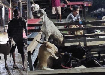Salurkan Bantuan 18 Ekor Kambing, Begini Harapan Pemerintah Kampung Lesah