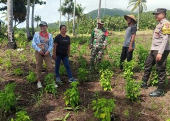 Tanaman Cabe Poktan Tunas Muda Kampung Buha Dipantau Tim Penyuluh, Ini Tujuannya
