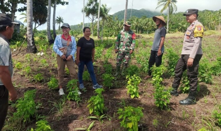 Tanaman Cabe Poktan Tunas Muda Kampung Buha Dipantau Tim Penyuluh, Ini Tujuannya