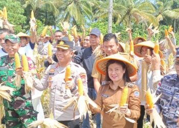 Traktor Pemberian Gubernur YSK Kepada Masyarakat Tani di SITARO Sudah Menghasilkan, Bupati Chyntia Lakukan Panen Perdana