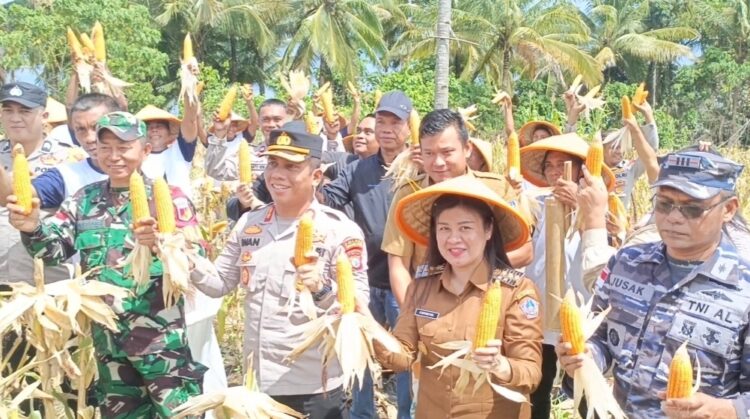 Traktor Pemberian Gubernur YSK Kepada Masyarakat Tani di SITARO Sudah Menghasilkan, Bupati Chyntia Lakukan Panen Perdana