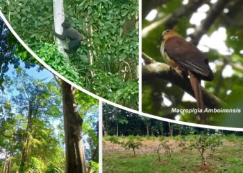 Di Bawah Kanopi Hijau Blok Lanut, Melly Menanti Peran