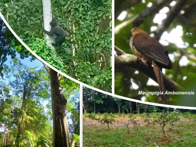 Di Bawah Kanopi Hijau Blok Lanut, Melly Menanti Peran