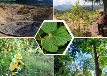 Merawat Luka Bumi: Kacang Asu dan Jejak Hijau di Bekas Tambang Lanut