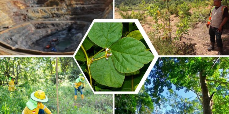 Merawat Luka Bumi: Kacang Asu dan Jejak Hijau di Bekas Tambang Lanut