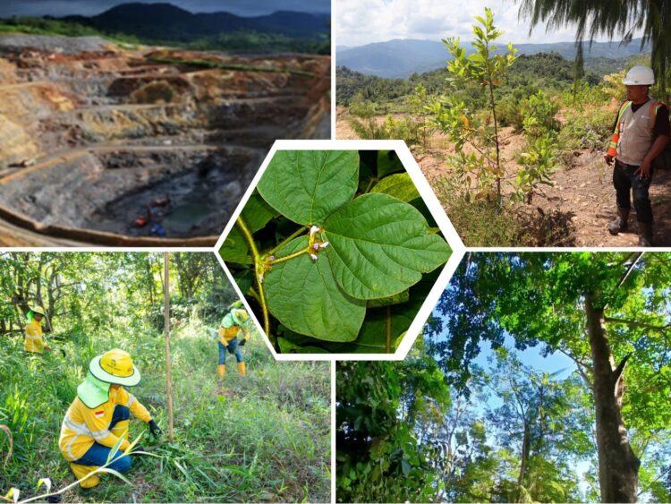 Merawat Luka Bumi: Kacang Asu dan Jejak Hijau di Bekas Tambang Lanut